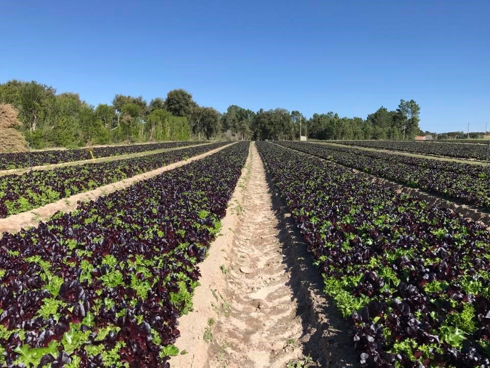 Celtonita, Fertcel e Forcel aplicados em culturas baby leaf para o mercado europeu