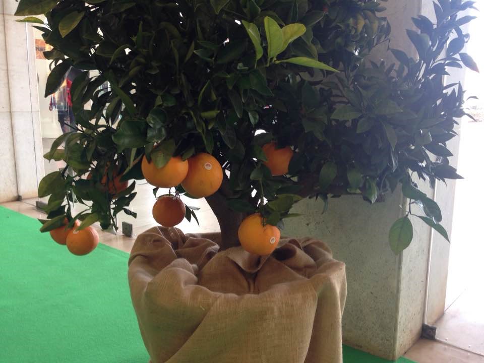 Zeocel na Capital da Laranja em Silves